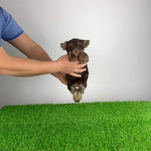 Yorkshire Terrier - Levis