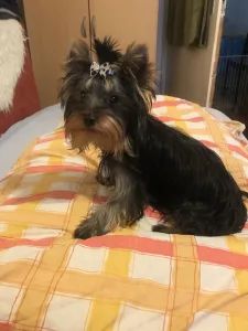 Yorkshire Terrier - Nano