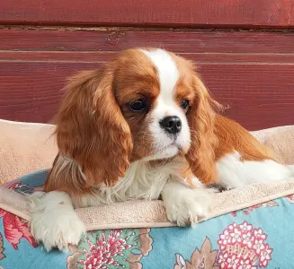 Cavalier King Charles Spaniel - Audrey 