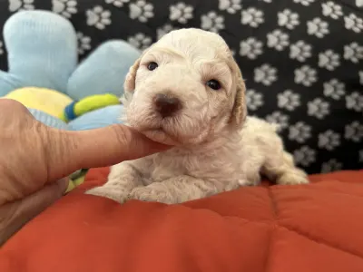 Lagotto Romagnolo - Sally Scull