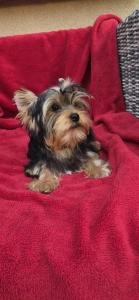 Yorkshire Terrier - Wizzard (adult Weight 2,8-3kg)