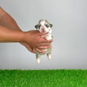 Welsh Corgi Pembroke - Zarek