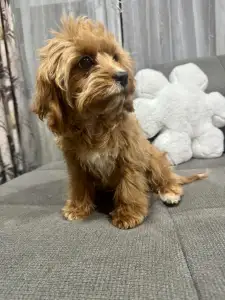 Cavapoo - Mici