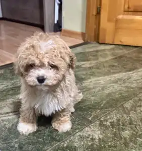 Cavapoo - Milla