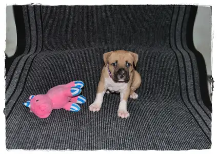 Amerikanischer Staffordshire Terrier - Gelatelli Sorbet