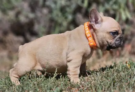 French Bulldog - Udo