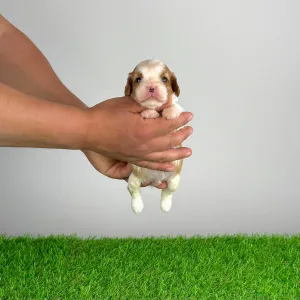 Кавалер кинг-чарльз-спаниель - Karosso