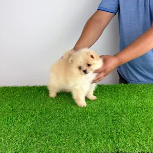 Pomeranian - Caramel