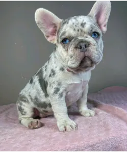 French Bulldog - Anastasia