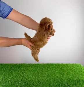 Zwergpudel - Hillary