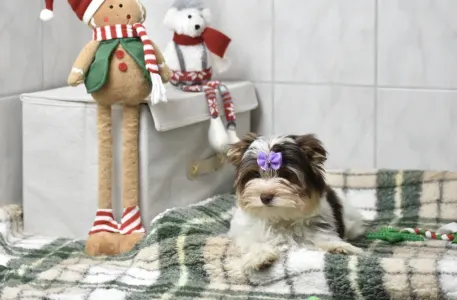 Biewer Terrier - Quentin (biro)