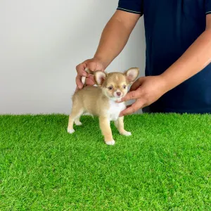 Chihuahua - Kwai