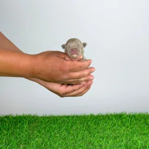 Chihuahua - Hurry