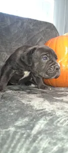 Cane Corso - Fröcskölt 