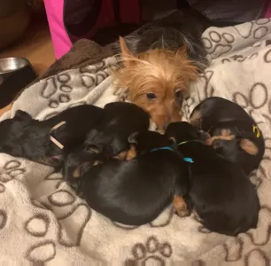 Terrier australien à poil soyeux - Mystery Guest