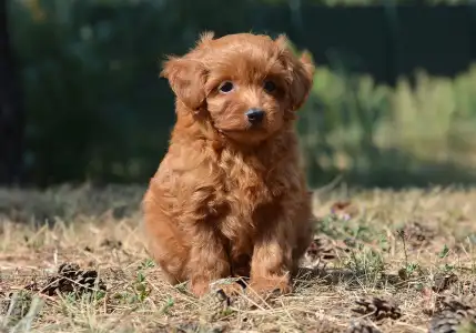 Maltipoo - Abigél