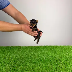 Yorkshire Terrier - Pancho