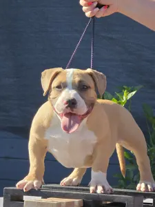 American Bully - Pocket - Mózes