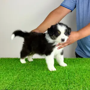 Australian Shepherd - Hamlet