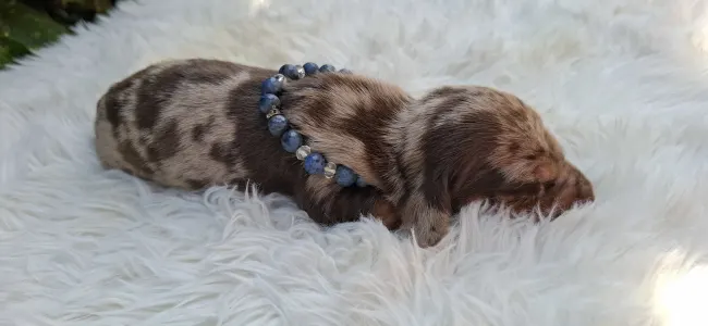 Dachshund - Bernard