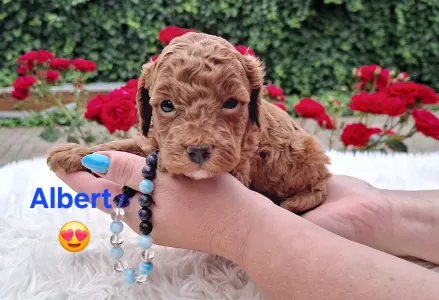Pudeli de jucarie si pitici - Albert
