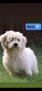 Maltipoo - Rick