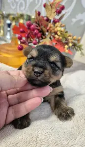 Yorkshire Terrier - Mercedes Amg Of Midsummer Nights Miracle