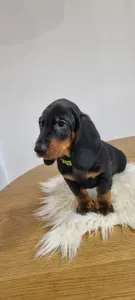 Dachshund - Aramis Noble Knight