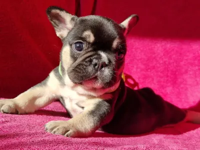 Buldog francuski - Negro 