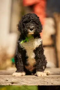 French Water Dog - Fores