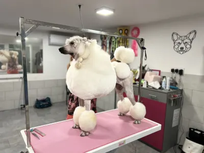 Poodle Standard - Giant Miracles Poodle Kennel