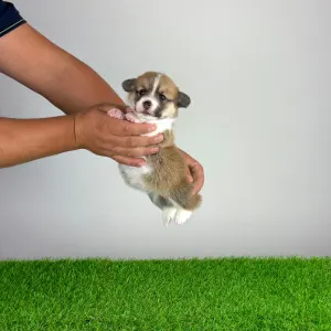 Welsh Corgi Pembroke - Baghira