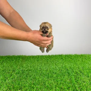 German Pomeranian Spitz - Quisina