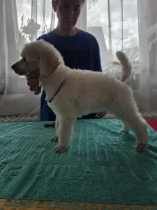 Grosspudel - Fortuna Avior Artúr