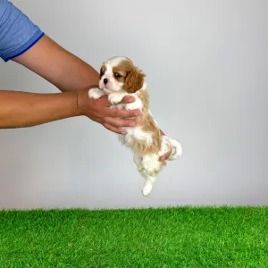 Cavalier King Charles spániel - Neele