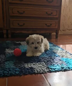 Coton de Tulear - Toby
