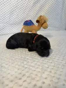 Portugalský vodní pes - Byron