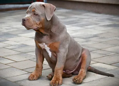 l'American Bully - Standard - Ghostface Fighters Casey