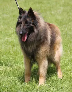 Belgischer Schäferhund - De La Terre Sauvage