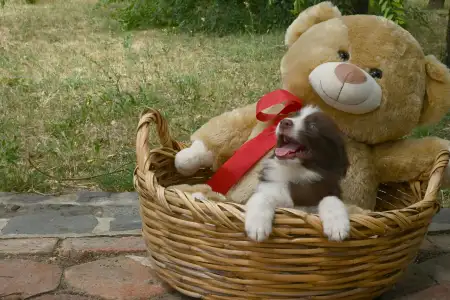 Border Collie - Dazzling Borders Beyond Dreams