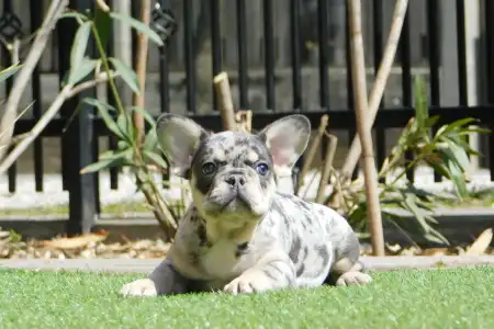 Francouzský buldoček - Kira