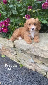 Cavapoo - Freddie