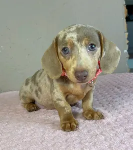 Dachshund - Emily