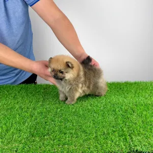 German Pomeranian Spitz - Sheila