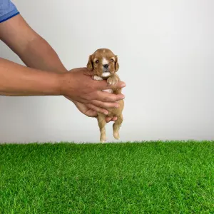 Cavalier King Charles Spaniel - Lisbeth