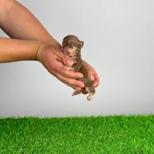 Chihuahua - Chiquita