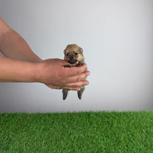 German Pomeranian Spitz - Yeller