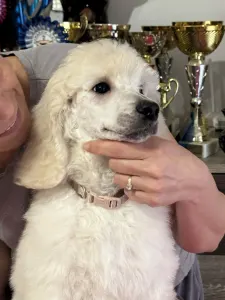 Poodle Standard - Giant Miracles Extazy Diamond Rose