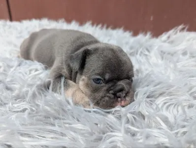 Francia bulldog - Greta