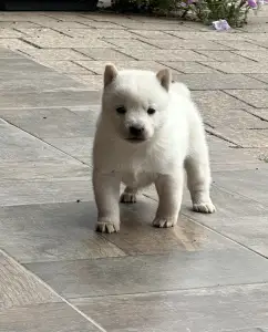 Hokkaido - Reborn Disney